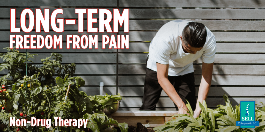 Person with dark hair bends over and harvests herbs from a garden bed planted with herbs and tomatoes.